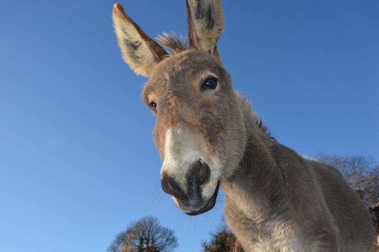 Researchers in Spain and the U.S. have come up with a test that measures donkey intelligence, which may help to breed donkeys with the traits that humans consider most useful.