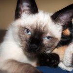 A new study finds that cats and dogs living together can get along without much conflict, despite their (very) different temperaments.