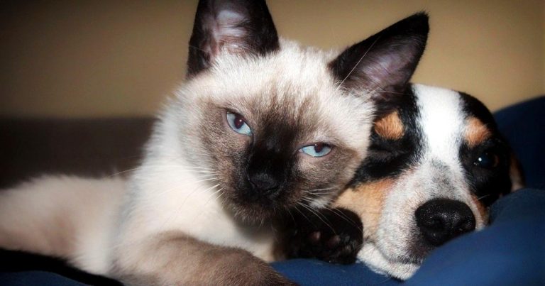 This study of cats and dogs living together finds they get along just fine