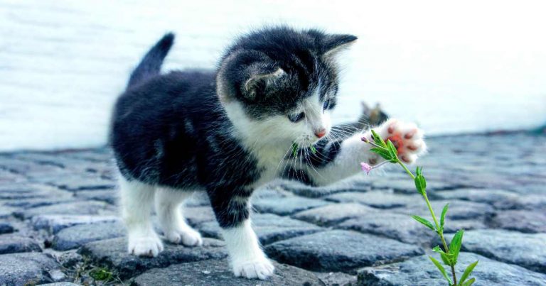 How can you stop your cat from hunting wildlife - kitten playing with plant