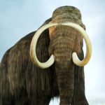 It was not overhunting, but climate change that led to the extinction of huge North American animals like mammoths, a new study suggests.