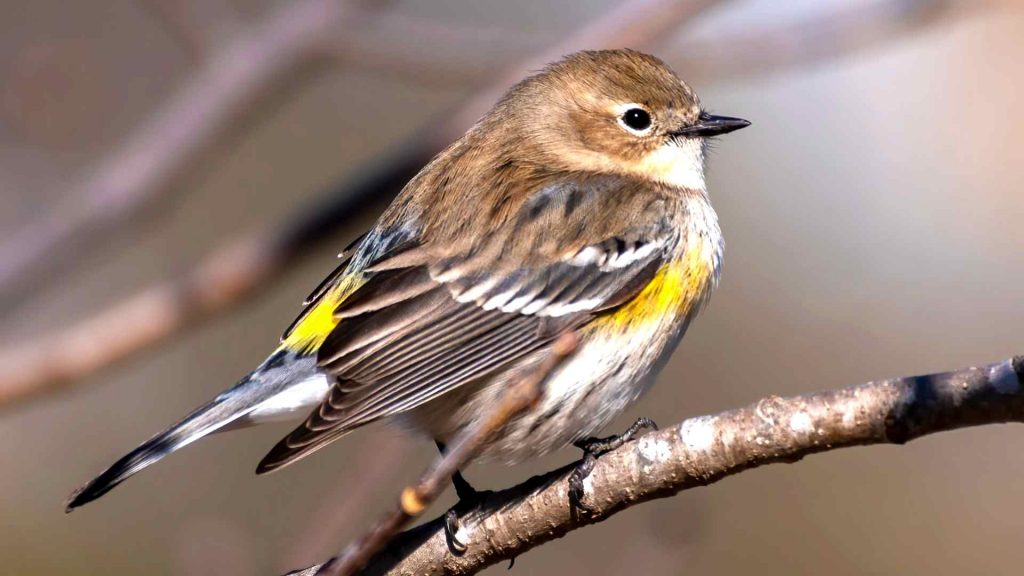 bird call identifier app - Yellow-rumped Warbler