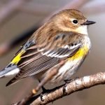 bird call identifier app - Yellow-rumped Warbler