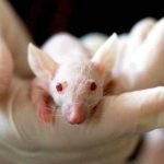 A new study finds that mice-based Alzheimer's research papers that don't mention the word "mice" get 31% more media coverage.