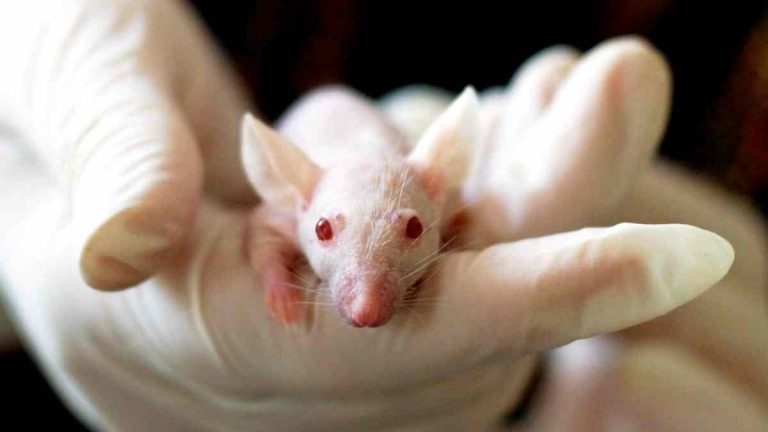 Mice-based studies that omit "mice" from title get 31% more media coverage