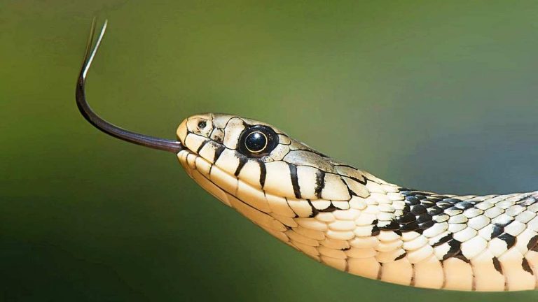 Dreams about snakes are among the most common types of animal dream. But what do they mean? This handy explainer lets you know.