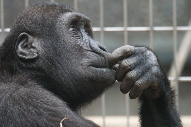 some benefits of procrastination - chimp deep in thought