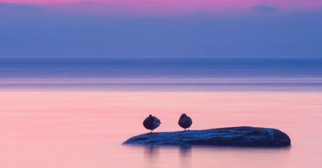 1010 und Numerologie - zwei Vögel auf einem rosa Meer
