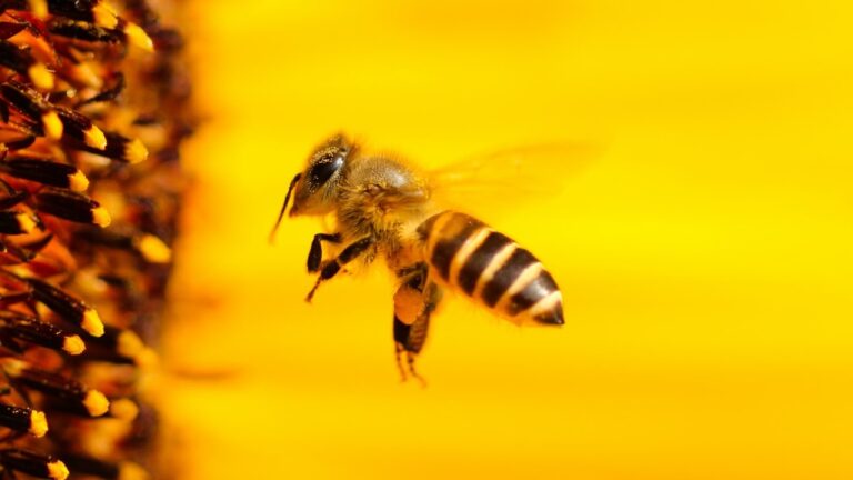 What does dreaming about bees mean? Here's what you need to know