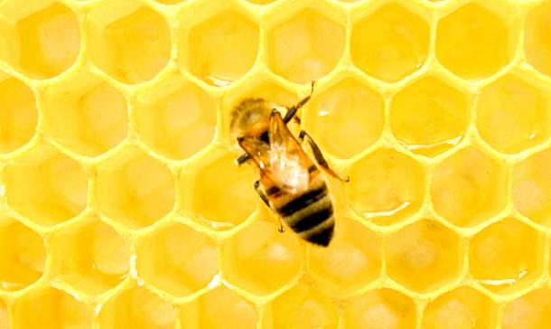 What does dreaming about bees mean? Bee dreams range across the whole spectrum of common dream scenarios, from scary to optimistic.