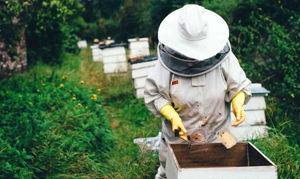 where do bees live - in beekeeper hives