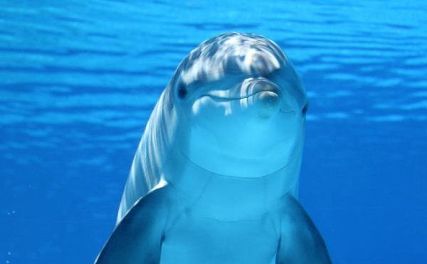dolphin spirit animal