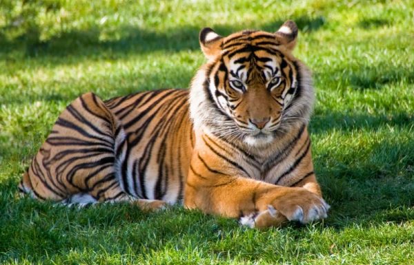 tiger spirit animal