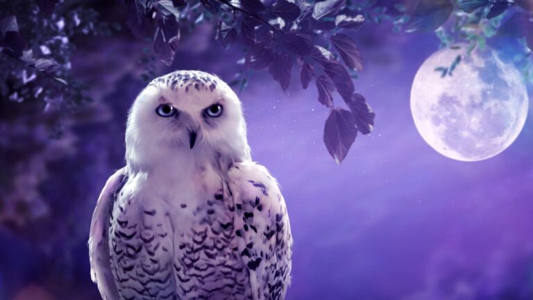 what is my spirit animal - owl at nighttime