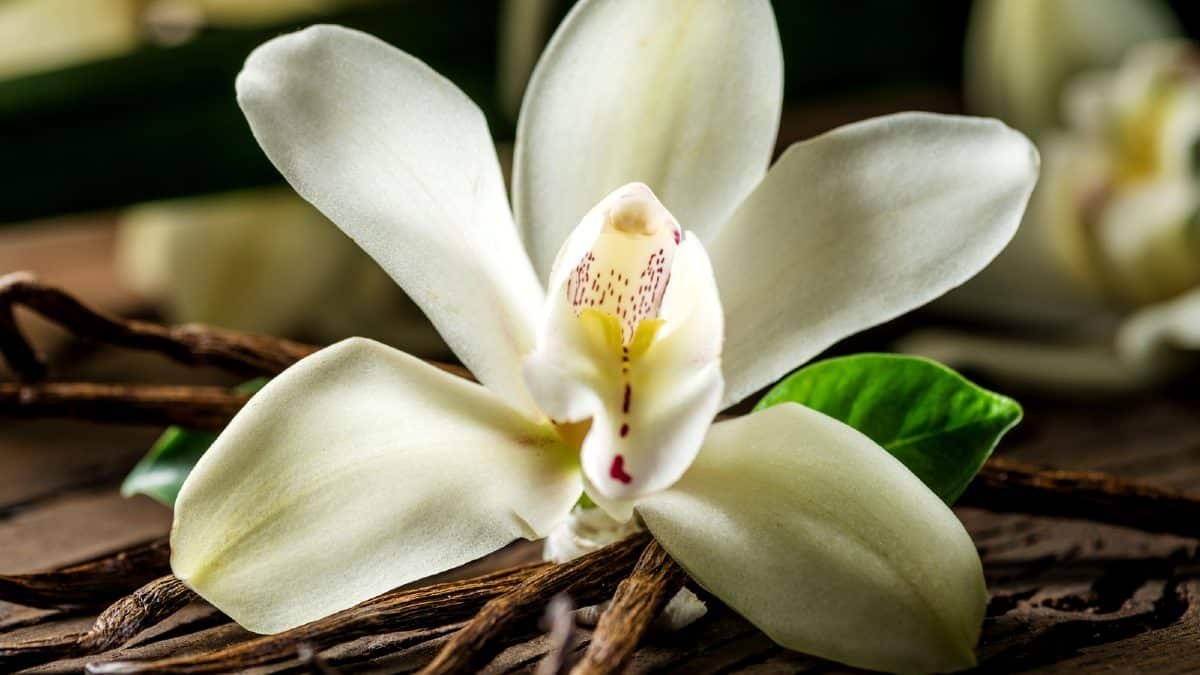 What Is The World's 1 Favorite Scent? Vanilla, Says New Study