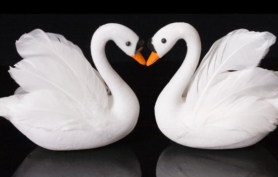is 808 a twin flame reunion number - two swans