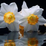 Narcissus Flower: A Beautiful Spring Bloom